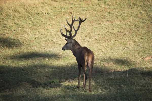 他の鹿を追いかけ 熱で以下の時にオス鹿 — ストック写真