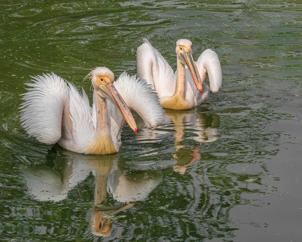 Pair Pink Pelicans Swimming Lake — Stockfoto