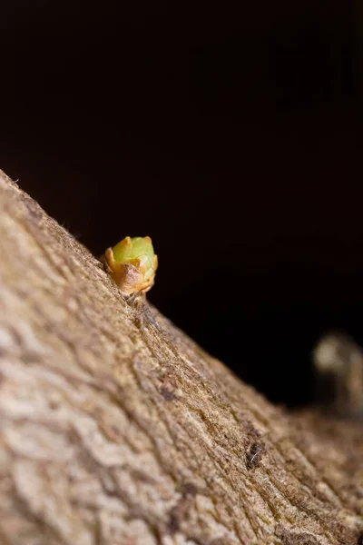 Ένα Κοντινό Πλάνο Ενός Μικρού Βλασταριού Που Φυτρώνει Ένα Δέντρο — Φωτογραφία Αρχείου