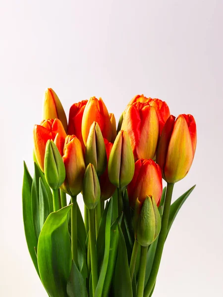 Close Blooming Red Yellow Tulips White Background — стоковое фото