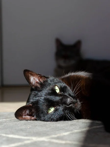 Black Cat Lying Sunlight — Stockfoto