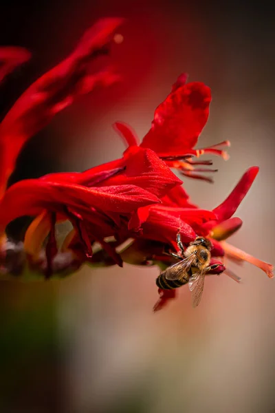 Vertical Closeup Red Flower Bee Collecting Pollen — 图库照片