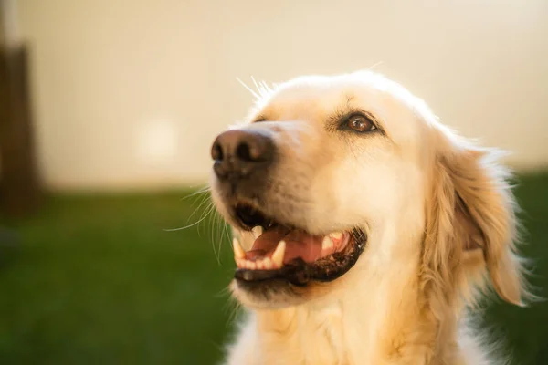 庭で遊んでいる黄金のレトリバーかわいい犬の美しいショット — ストック写真