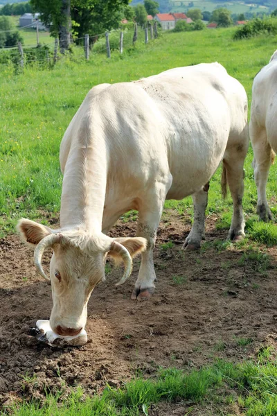 Vacas Charolais Con Lame Sal Pasto Departamento Allier Auvernia Francia —  Fotos de Stock