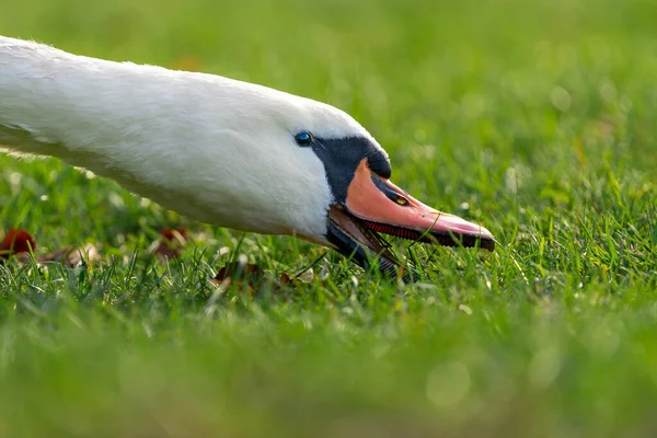 草の中の食べ物を探している白鳥の頭のクローズアップショット — ストック写真