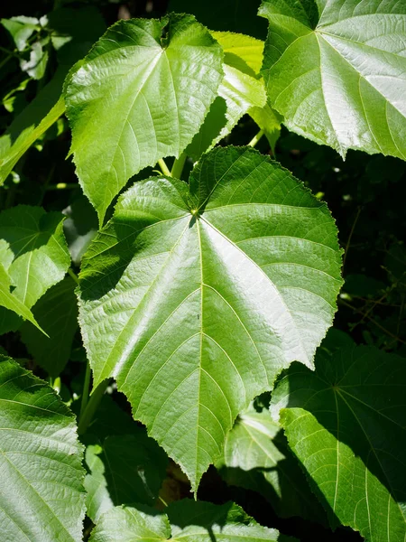 Blick Auf Die Pflanzenblätter Von Whau Entelea Arborescens Endemisch Für — Stockfoto