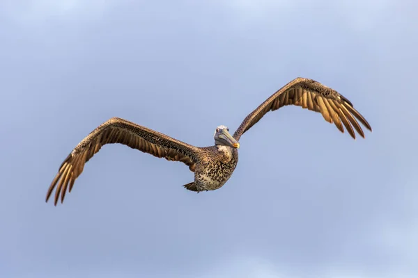 Krásný Záběr Hnědého Pelikána Pohybu Čisté Obloze — Stock fotografie