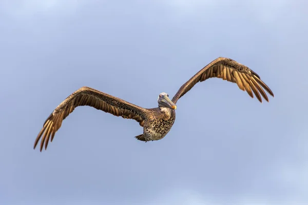 Schöne Aufnahme Eines Braunen Pelikans Bewegung Klaren Himmel — Stockfoto