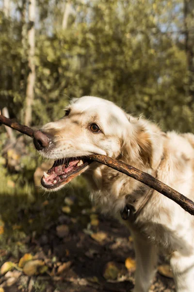 Smukt Skud Gylden Retriever Sød Hund Leger Skov - Stock-foto