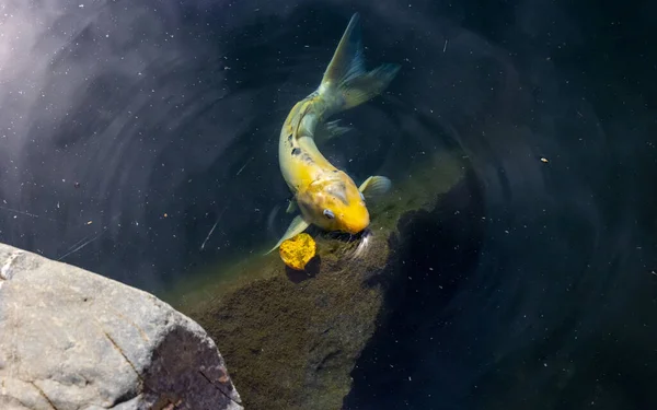연못에서 바위와 헤엄치고 물고기의 — 스톡 사진