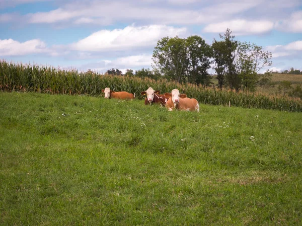 Group Cows Grazing Hillside Meadow — стоковое фото