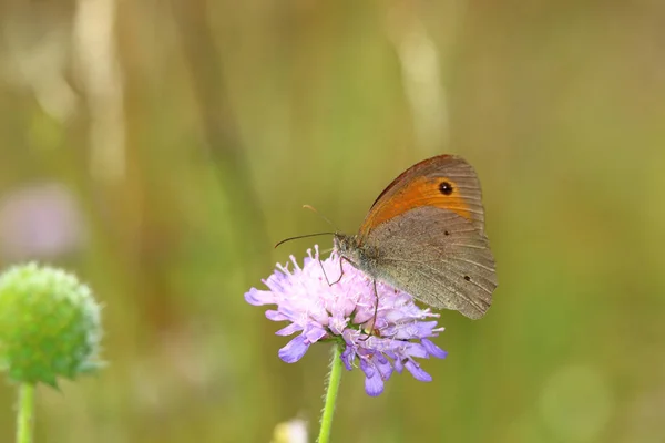 Motyl Kwiatku Słoneczny Letni Dzień — Zdjęcie stockowe