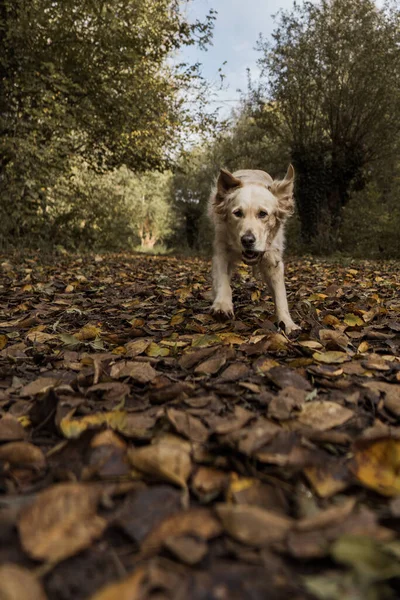 Beautiful Shot Golden Retriever Cute Dog Playing Forest — Stockfoto