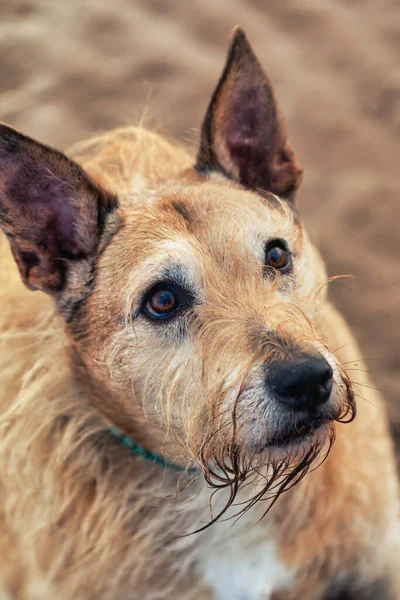 Fecho Vertical Norwich Terrier — Fotografia de Stock