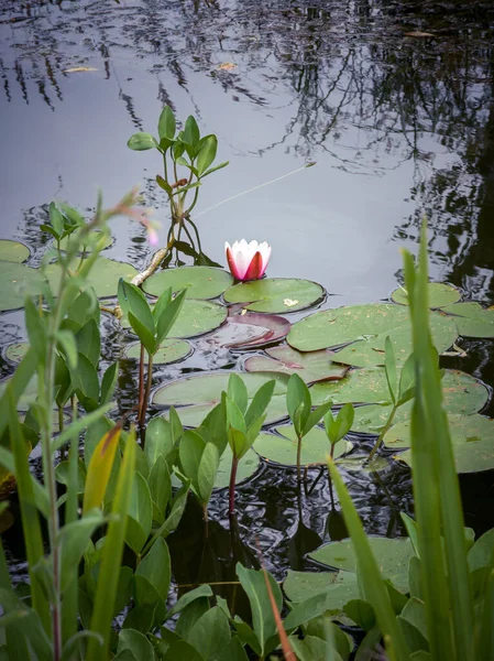Vertical Shot Pink Lotus Flower Green Lotus Leaves Lake — Foto Stock