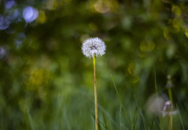 Shallow Focus Shot Fluffy Dandelion Growing Field — Stock Photo, Image