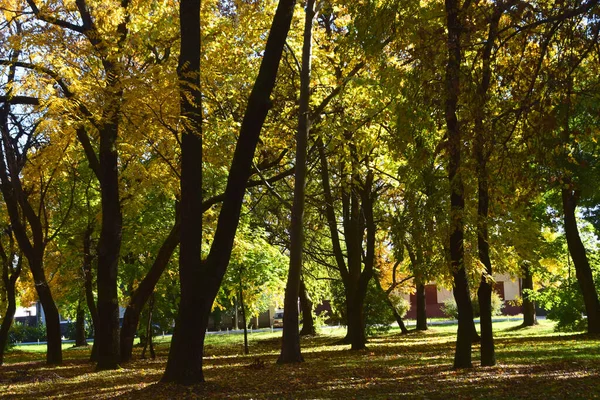 Zrenjanin Serbia 2021年10月24日 秋天在Zrenjanin的Karadjordjev公园里 2021年10月24日 树叶已经长出了许多美丽的黄色秋天叶子 塞尔维亚伏伊伏丁那 — 图库照片