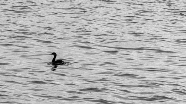 Black Cormorant Swimming Water — Fotografia de Stock