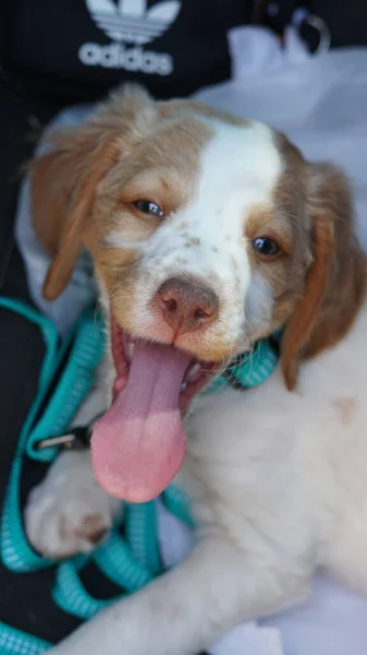 Vertical Shot Cute Puppy Smiling Camera — 图库照片