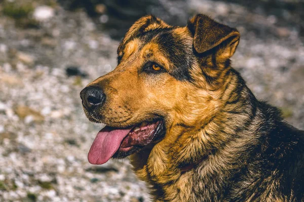Portrait German Shepherd Dog — Stock Photo, Image