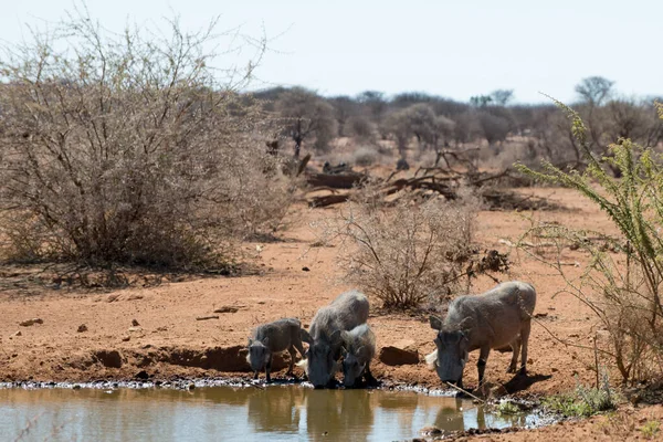 African Warthogs Erindi Private Game Reserve Omaruru Namibia — Stock Fotó