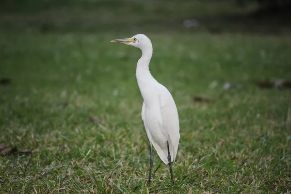 Great White Egret Grazing Grassland — Fotografia de Stock