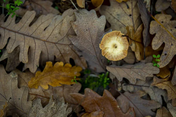 Een Close Shot Van Herfstbladeren — Stockfoto