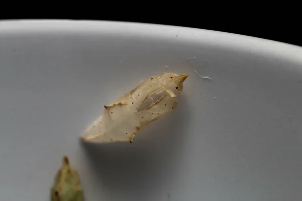 Close Casulo Borboleta Eclodida Uma Superfície Branca — Fotografia de Stock