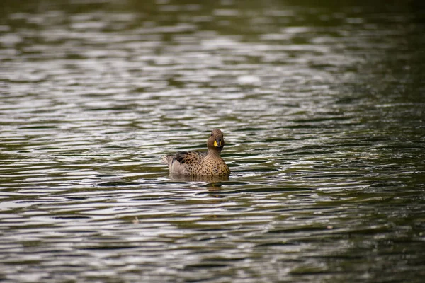 Yellow Billed Teal Anas Flavirostris Swimming Lake Buenos Aires — Stockfoto