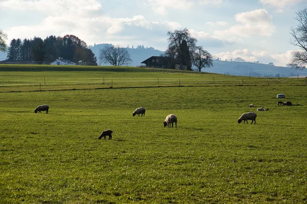 Krásný Výhled Stádo Ovcí Zelených Pastvinách — Stock fotografie