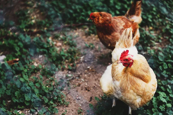 Tarladaki Tavukların Seçici Odak Noktası — Stok fotoğraf