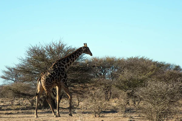ナミビアのOmaruruにあるErindi Private Game Reserveのキリン — ストック写真