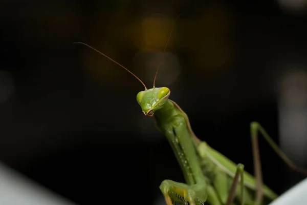 Ένα Επιλεκτικό Πλάνο Εστίασης Της Προσευχής Mantis — Φωτογραφία Αρχείου