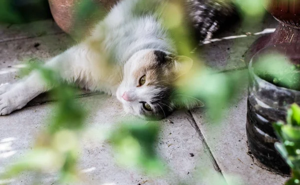 Een Closeup Van Schattige Kat Liggend Grond — Stockfoto