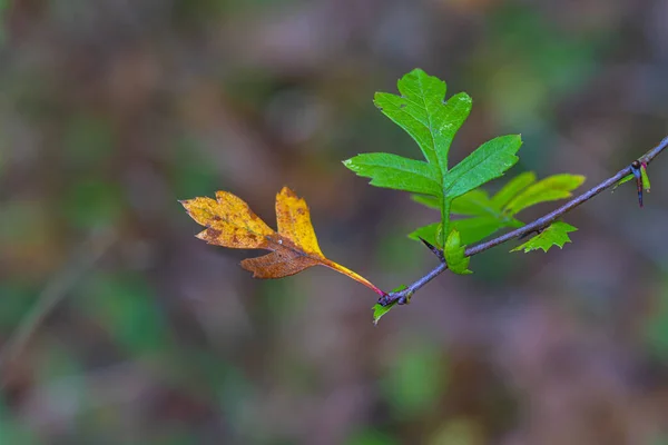 Sonbahar Yapraklarının Yakın Çekimi — Stok fotoğraf