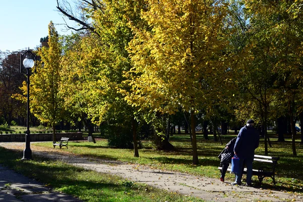 Zrenjanin Serbia Oct 2021 Autumn Zrenjanin Karadjordjev Park October 2021 — Stock Photo, Image