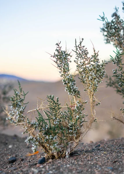 Вертикальный Крупный План Растений Пустыне — стоковое фото