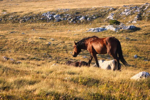 Brązowy Koń Wypasający Się Suchym Polu — Zdjęcie stockowe