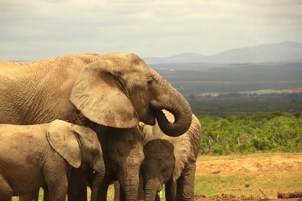 Досвід Слонів Дикої Природи Південно Африканській Республіці — стокове фото