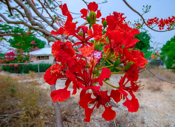 Selective Focus Shot Flowering Buds Royal Delonix Tree — Fotografia de Stock