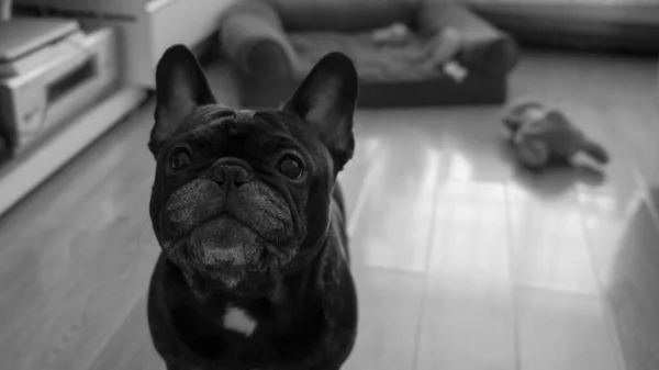 Greyscale Closeup Shot Cute French Bulldog Lying Floor — Fotografia de Stock