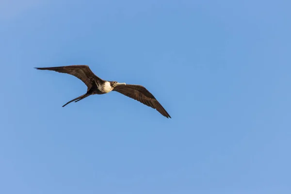 Een Prachtig Shot Van Een Bruine Pelikaan Beweging Heldere Lucht — Stockfoto