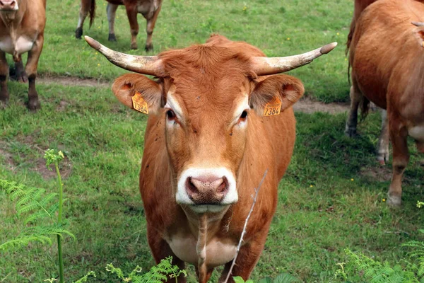 Vaches Limousines Dans Centre France Avec Des Affectations Conformément Réglementation — Photo