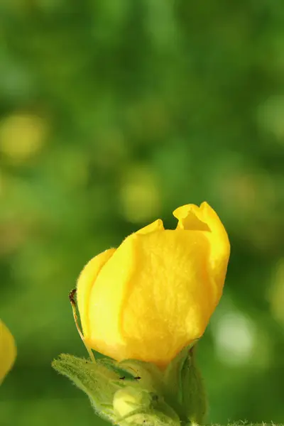 Όμορφο Φρέσκο Κίτρινο Λουλούδι Ανθίζει Έναν Κήπο — Φωτογραφία Αρχείου