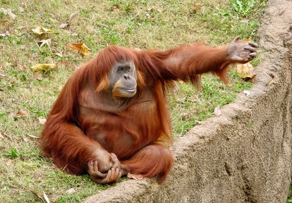 Memphis Spojené Státy Listopadu 2009 Orangutang Opice Sedící Nataženou Levou — Stock fotografie