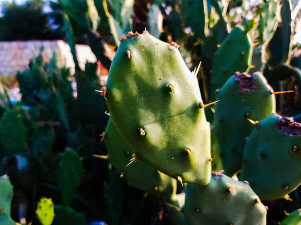 Closeup Cactus Garden — Stockfoto