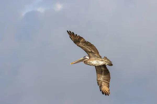 Beautiful Shot Brown Pelican Motion Clear Skies — Fotografia de Stock