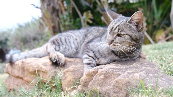 Gato Posando Delante Cámara Concepto Ideal Para Mascotas Animales Confort — Foto de Stock
