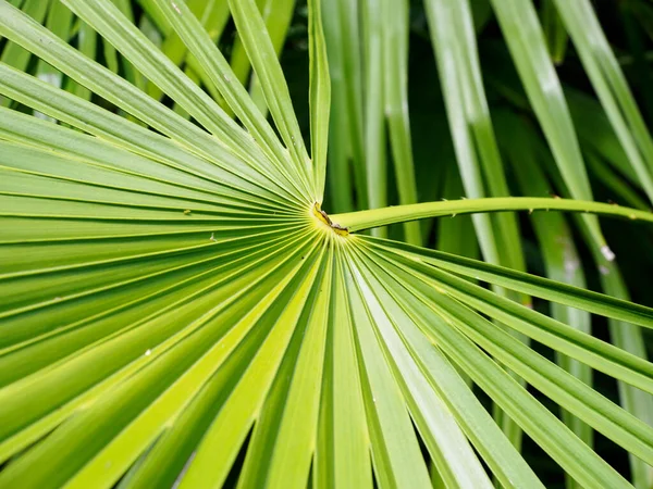 Vista Del Follaje Palma Chusan Palm Trachycarpus Fortunei — Foto de Stock