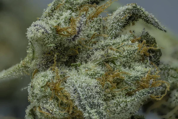 Macro Primer Plano Los Detalles Una Planta Cannabis —  Fotos de Stock